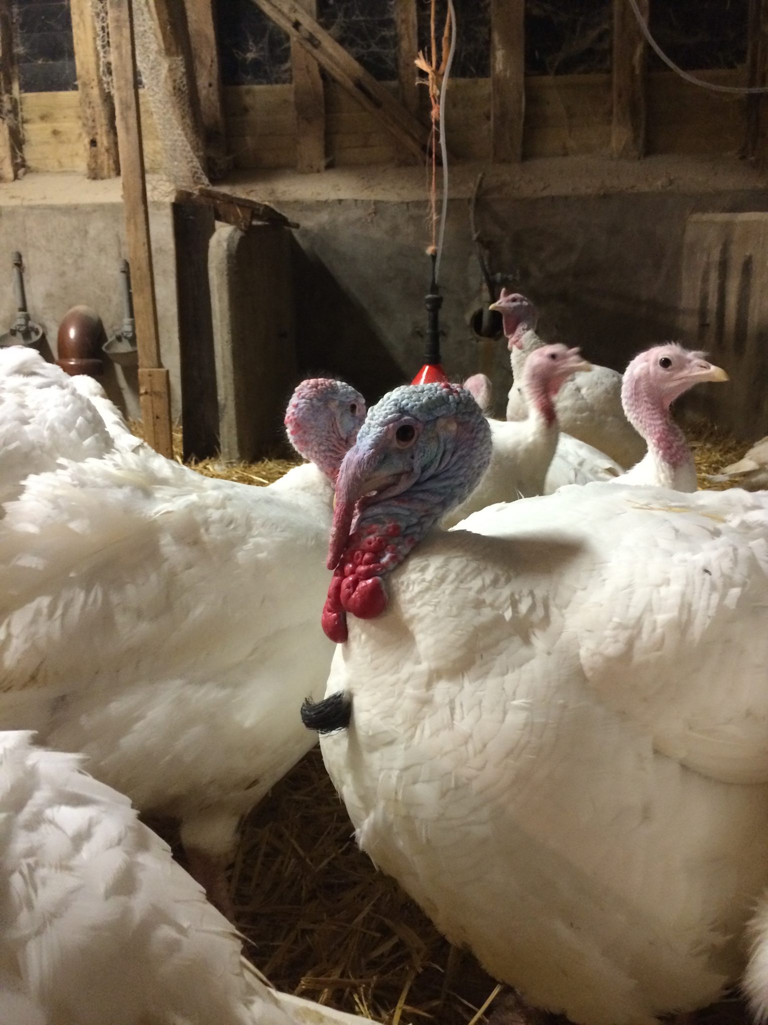 Bilsdens Farm Turkeys FarmFresh HomeReared